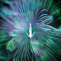 Innellea - Reflected Wisdom - Five Phases Project (4 / 5) загрузить